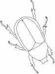 Dessin de scarabee 